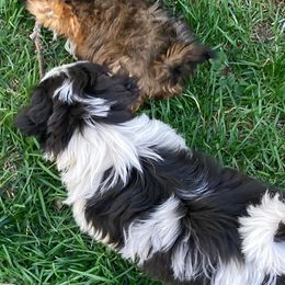 Shih Tzus from Shihtzus by Shattuck
