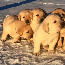 Labrador Retriever Puppies from Lonedove Kennels
