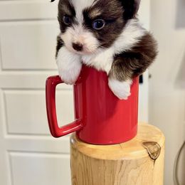 Toy Australian Shepherd Puppies from A&W Toy Aussies & Corgis