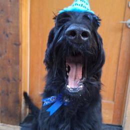 Giant Schnauzer All Grown Up from Preston Schnauzers