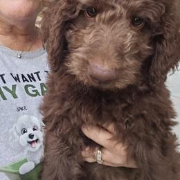 Blake - Brown male Double Doodle puppy in Jeddo, Michigan from Bert's Doodles