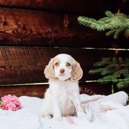 Red girl - Buff and white female Cockapoo puppy in Missoula, Montana from Big Sky Cockapoos
