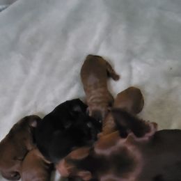 Doberman Pinscher and Pomeranian Puppies from Legendary Kennels