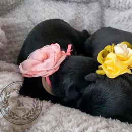 Miniature Schnauzer Puppies from Laurel Crown Schnauzers