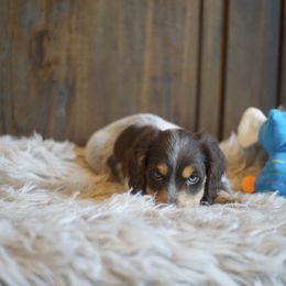 Dachshund Puppies from Dachshund Den