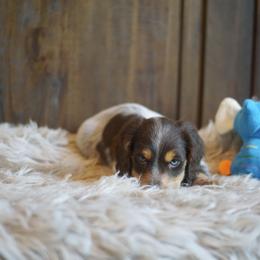Dachshund Puppies from Dachshund Den