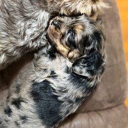 Jasper - Blue merle male Bernedoodle puppy in Warrensburg, Missouri from Dreamer Ridge Puppies