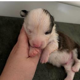 5 - Sable male Pembroke Welsh Corgi puppy in Boyd, Texas from Barker's Corgis