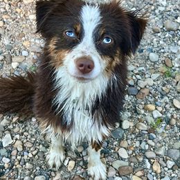 Dorito - Toy Australian Shepherd