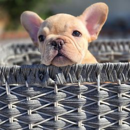 French Bulldog Puppies from County Of Orange Frenchie Family