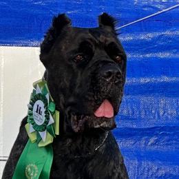 Koffi - Cane Corso