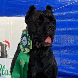 Koffi - Cane Corso