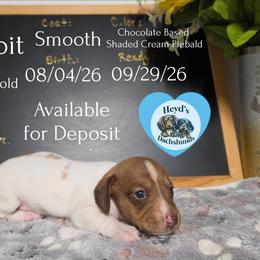 Rabbit - Piebald male Dachshund puppy in Hoquiam, Washington from Heyd's Mini Dachshunds