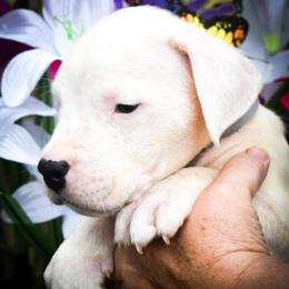 Grey collar- 'Eventus' - White male Dogo Argentino puppy in San Diego, California from Debonair Dogos