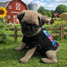 Harlen - Fawn male Pug puppy in Winter Haven, Florida from Lisa's Pugalicious Pugs