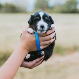Blue Collar - Blueberry - Black tri male Miniature American Shepherd puppy in Enumclaw, Washington from Mount Peak Mini American Shepherds