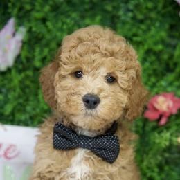 Webster - Apricot male Goldendoodle puppy in Brandon, Florida from Murphys Doodles