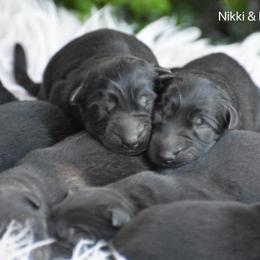 Male 3 - Sable male German Shepherd puppy in Mariana, Florida from Haus M Godwin