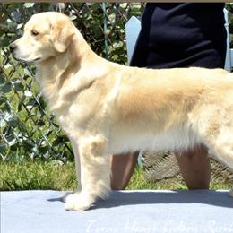 Golden Retrievers from Texas Heart Goldens