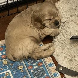 AKC Joe Cocker - Buff male Cocker Spaniel puppy in Garland, Texas from Palms Cocker Spaniels of Texas