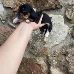 Dachshund Puppies from Rustic Dachshunds