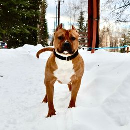 Spice - American Bully