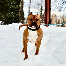 Spice - American Bully