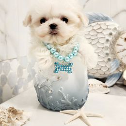Cavapoo, Maltese, Maltipoo, and Poodle Puppies from Mt.BakerPoodles&Doodles