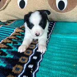 Cactus - Black tri male Toy Australian Shepherd puppy in Needham, Indiana from Tiny Toy Aussies