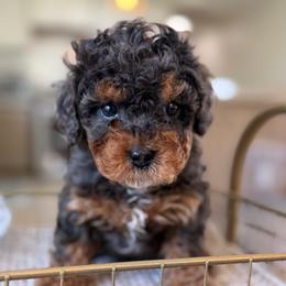 Marky - Merle male Cavapoo puppy in Yuciapa, California from AlltheDoodlez_