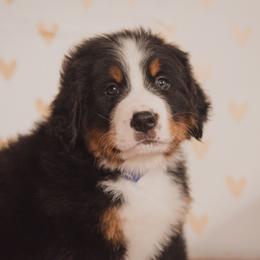 Bernese Mountain Dog Puppies from J & J Meadows