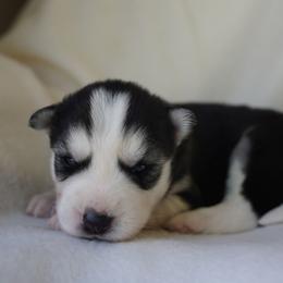 Skye - Black and white female Siberian Husky puppy in Wiscasset, Maine from Running with Huskies