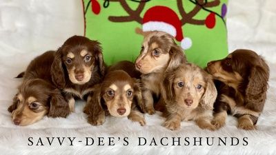 Savvy store dees dachshunds