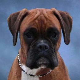 Ausha - Boxer