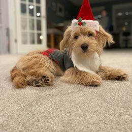 Goldendoodle and Golden Retriever All Grown Up from Servant Kennel