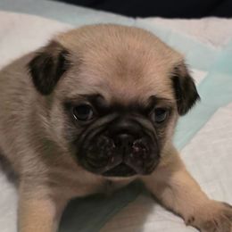 Orange Collar Boy - Fawn male Pug puppy in New Braunfels, Texas from Kex Pug Haus