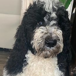 Assorted Doodle Crosses, Newfoundlands, Poodles, Saint Berdoodles, and Saint Bernards from Mammoth Doodles