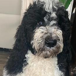 Assorted Doodle Crosses, Newfoundlands, Poodles, Saint Berdoodles, and Saint Bernards from Mammoth Doodles
