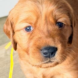 Yellow - Dark golden female Golden Retriever puppy in Smithfield, Utah from Golden Palms Puppies