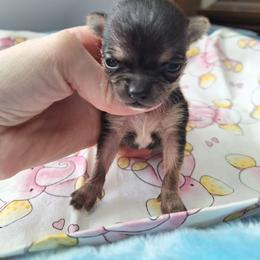 Esperanza(Hope) - Black sabled fawn female Chihuahua puppy in Haines City, Florida from Kassafina Kennel