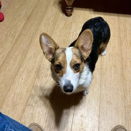 Layla - Pembroke Welsh Corgi