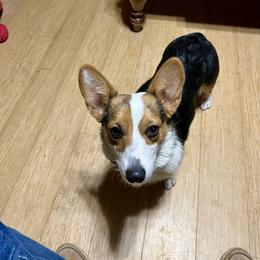 Layla - Pembroke Welsh Corgi