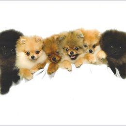 Pomeranian Puppies from Abbapoola Poms