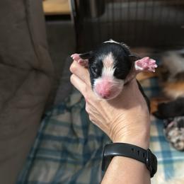 Puppy 3 - Black tri-color male Australian Shepherd puppy in Muncie, Indiana from Gemfire Australian Shepherds