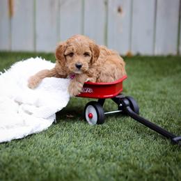 Raven - Red  female Goldendoodle puppy in Boise, Idaho from Goldendoodle Baby