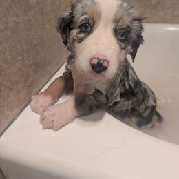 Australian Shepherd Puppies from Winter River Farms Australian Shepherds
