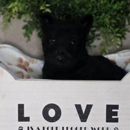 Girl 1 - Black female Scottish Terrier puppy in Seymour, Missouri from Fairview's Precious Pups