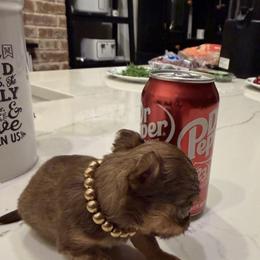 8,000k XXsmall size-Senator - Chocolate brindled fawn male Chihuahua puppy in Burleson, Texas from Tiny Diiamond Chihuahua