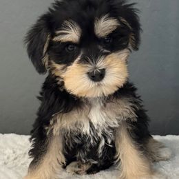 Black silver boy - Black and silver male Miniature Schnauzer puppy in Avondale, Arizona from Campos Schnauzers