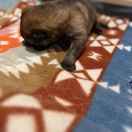 German Shepherd Puppies from Smithcoshepherds